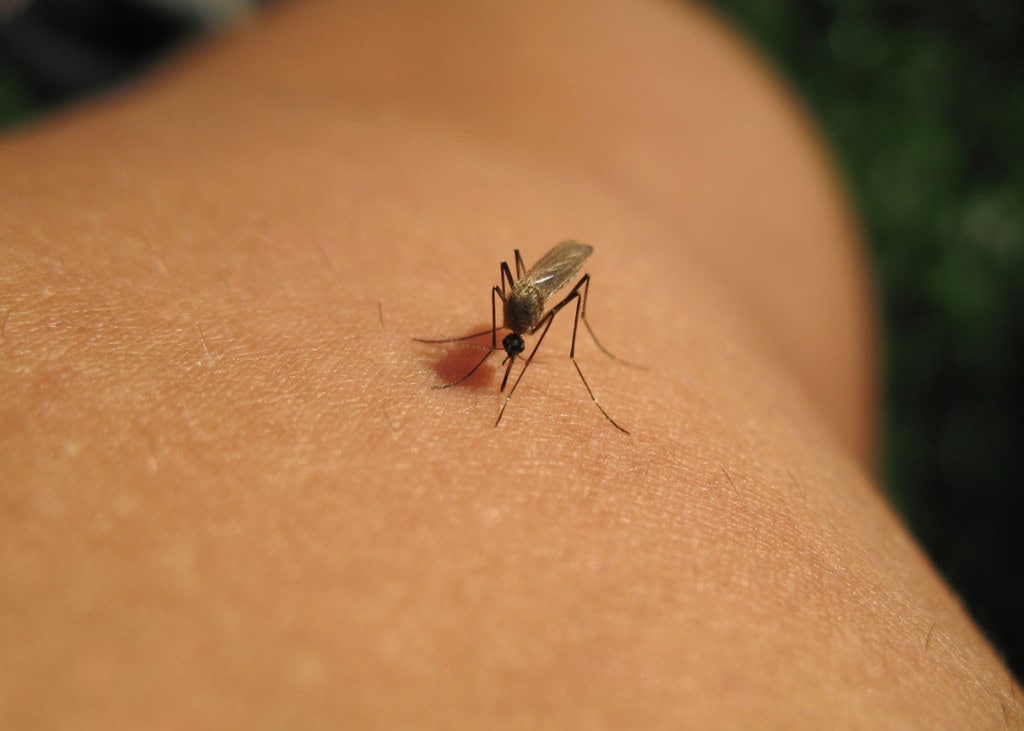 Anthropic identifica tentativas de usar IA em pesquisas biológicas perigosas